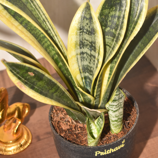Sanseveria - Golden Flame - Image 5