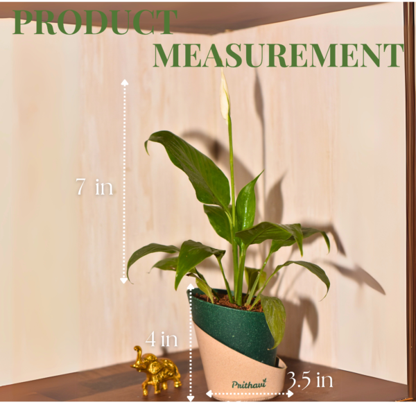 Peace Lily Plant - Image 8