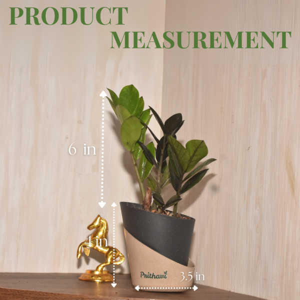 Black Zz plant - Image 5