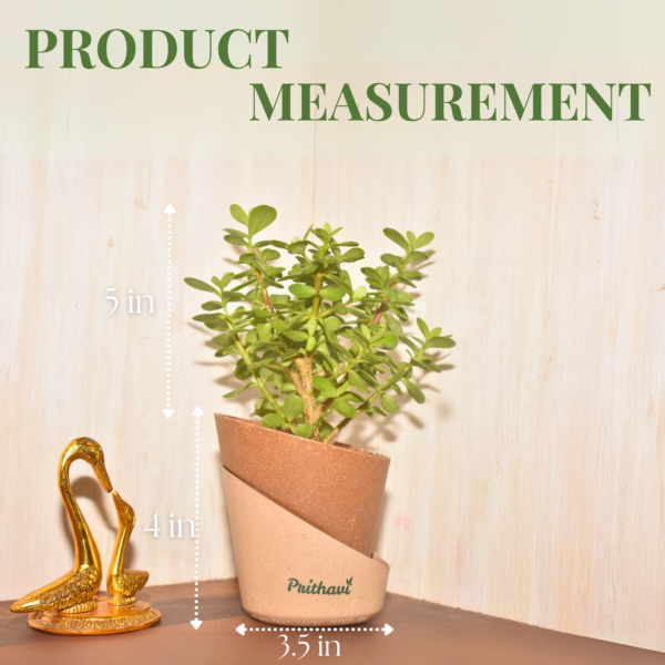 Lucky Mini Jade Plant - Image 4