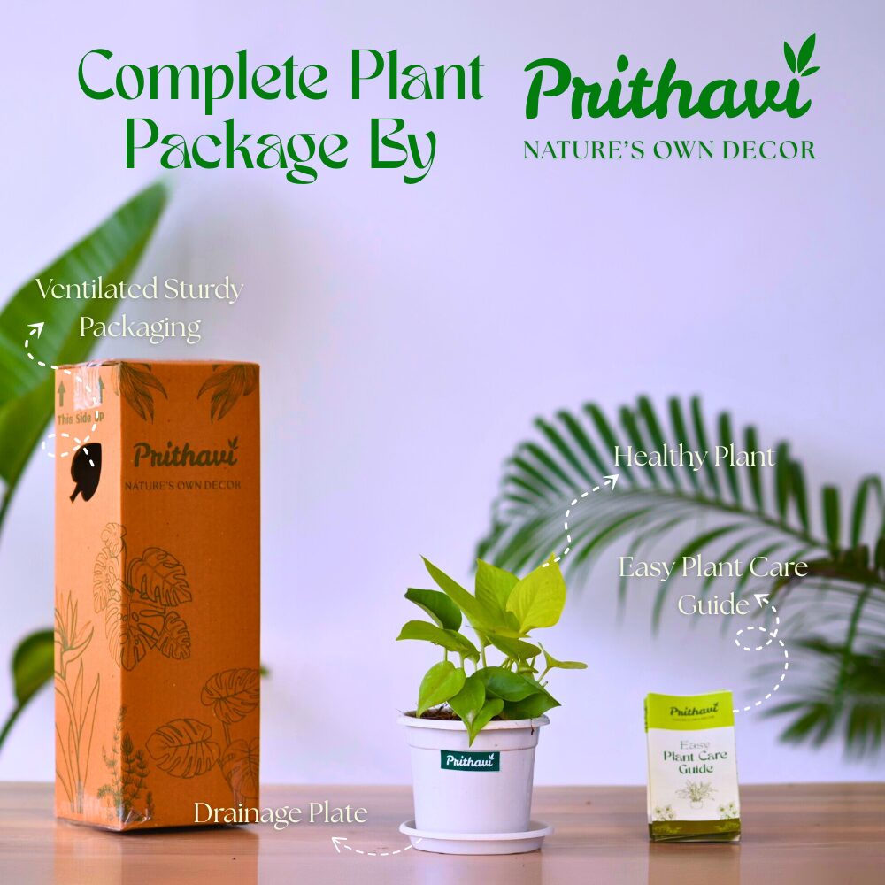 Golden Neon Money Plant - Image 4