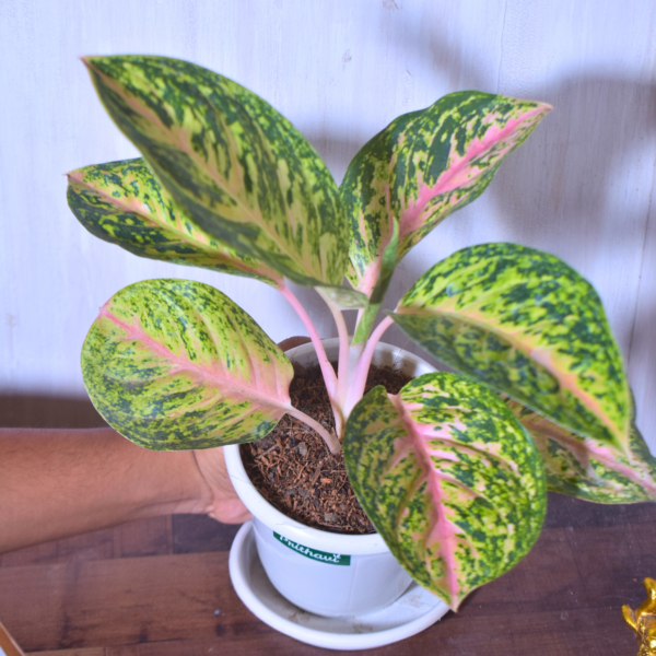 Aglonema  Yellow Peacock