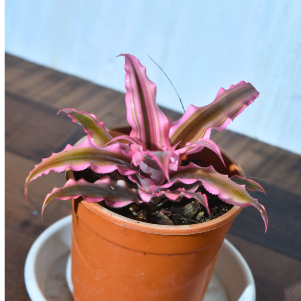 Earth Star Plant : Cryptanthus Pink Delight - Image 4