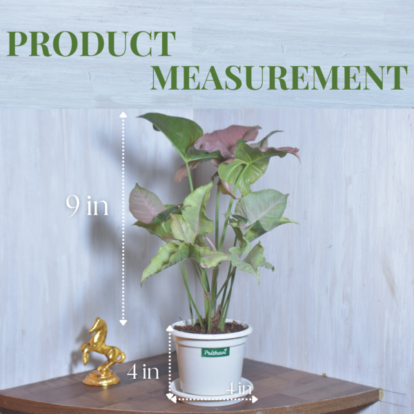 Sngonium Pink - Image 5
