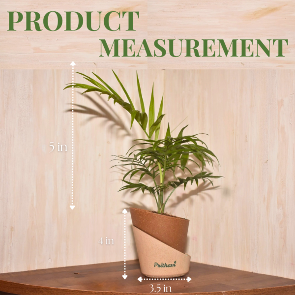 Chamedora Palm Plant - Image 5