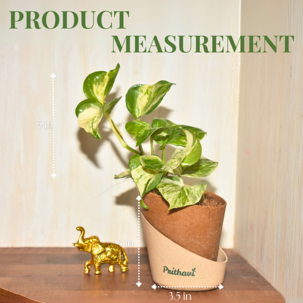 Manjula Money Plant - Image 4