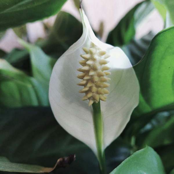 Peace Lily Plant