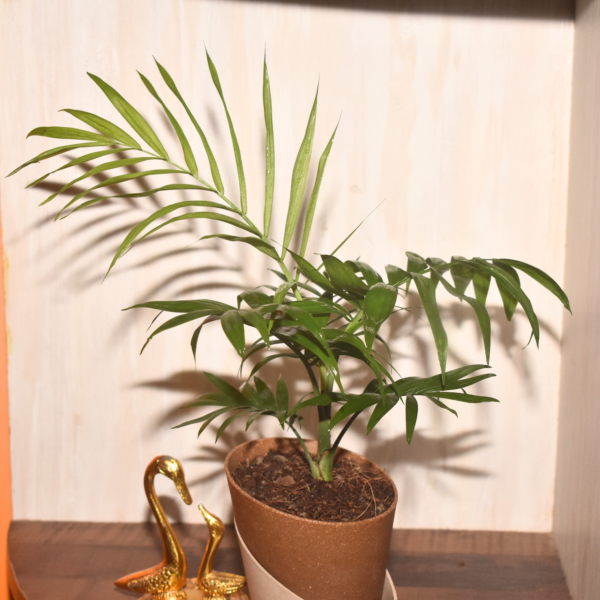 Chamedora Palm Plant - Image 6