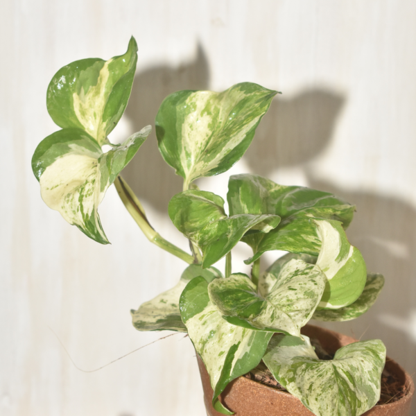 Manjula Money Plant
