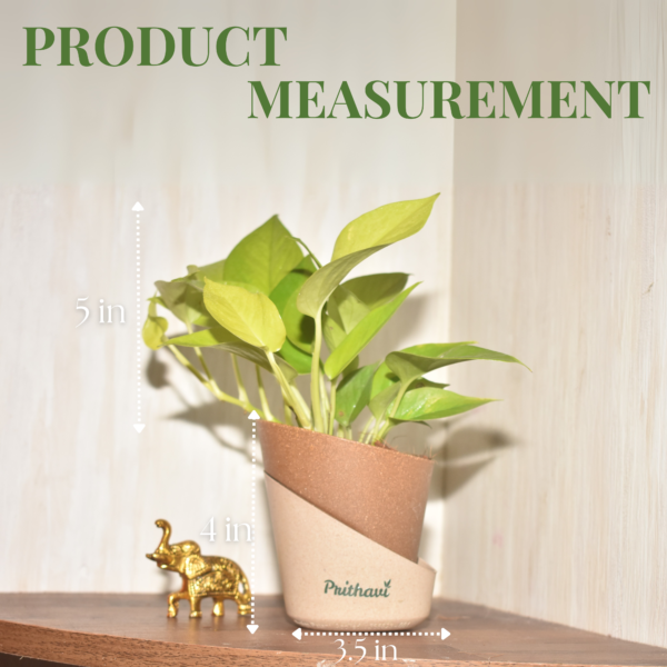 Golden Money Plant - Image 5