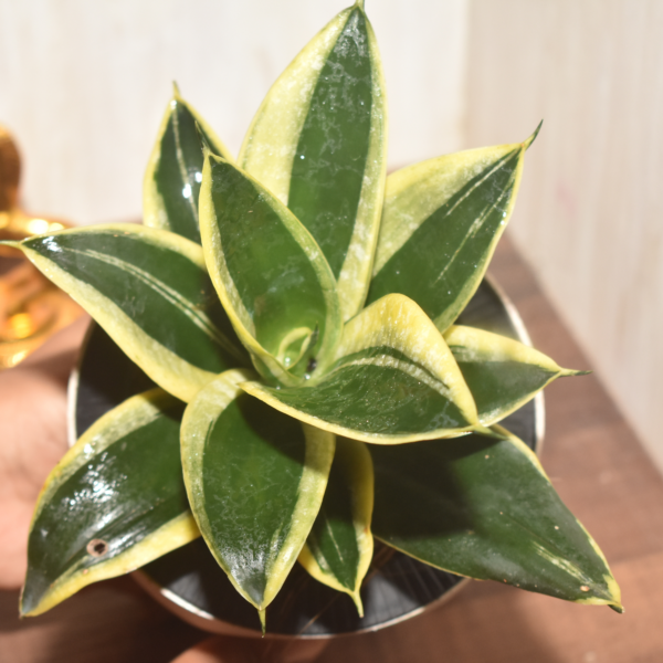 Sanseveria - Golden Hahni - Image 6