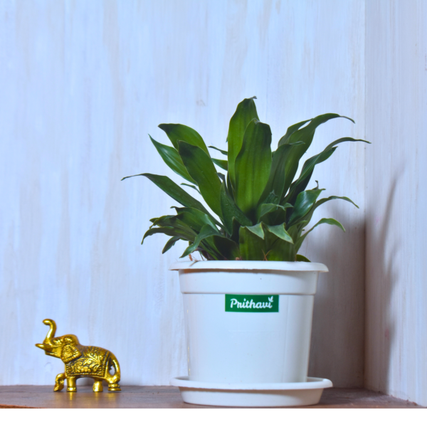 Dracena Compactor - Image 6