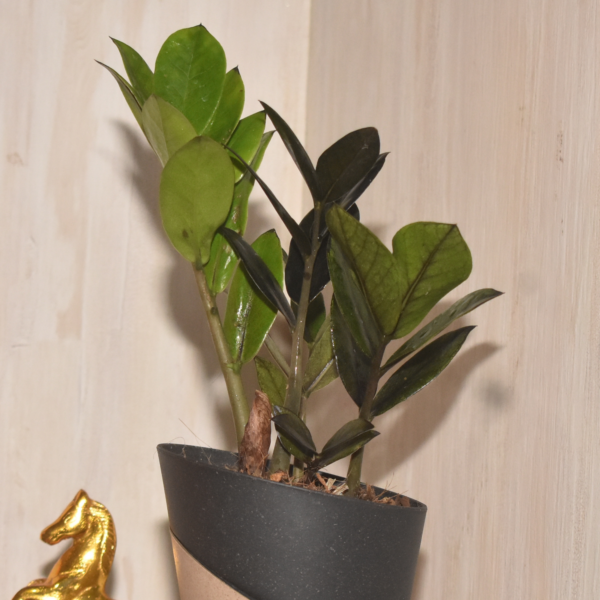 Black Zz plant - Image 6