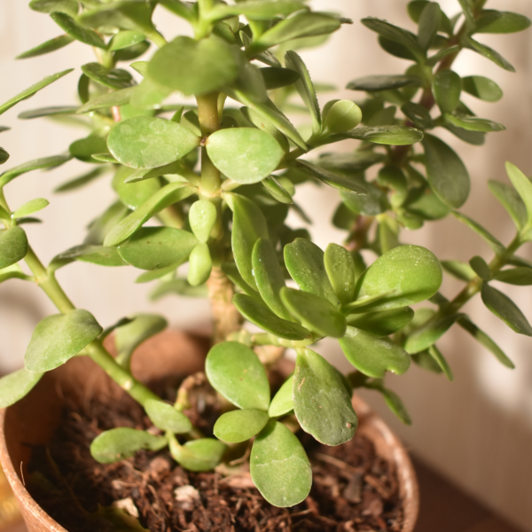 Lucky Mini Jade Plant - Image 5
