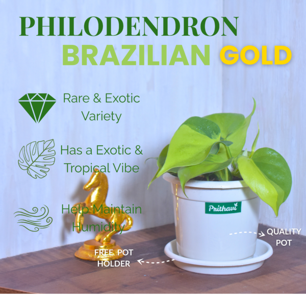 Brazillian Gold - Image 7