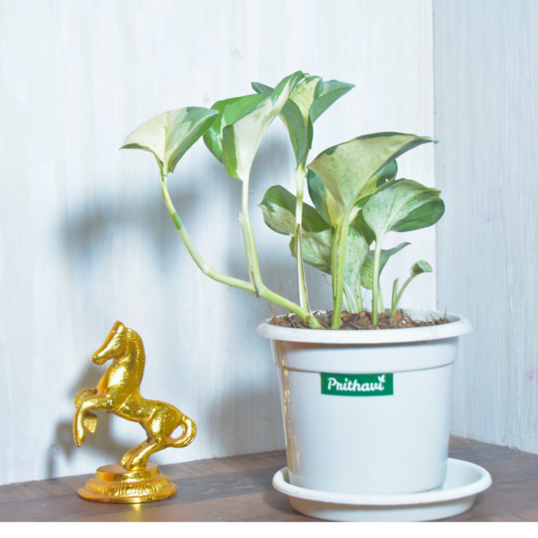 Manjula Money Plant - Image 6