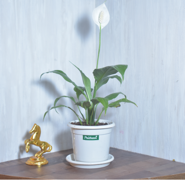 Peace Lily Plant - Image 5