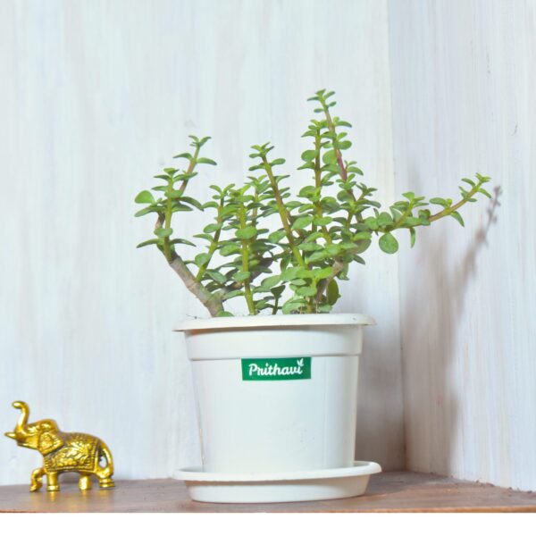 Lucky Mini Jade Plant