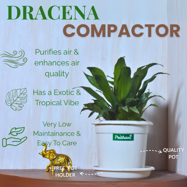 Dracena Compactor - Image 7