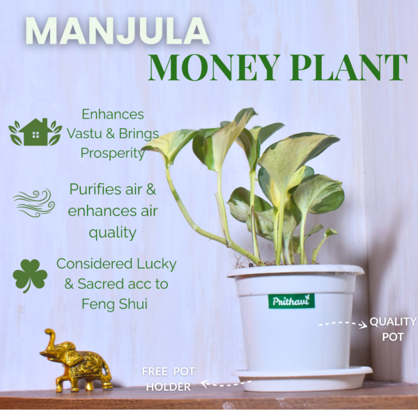 Manjula Money Plant - Image 7