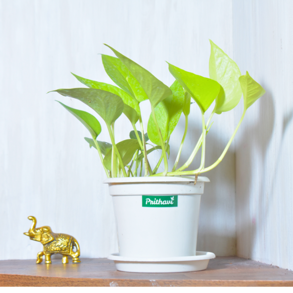 Golden Money Plant - Image 6