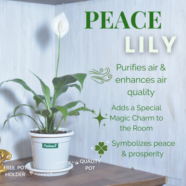 Peace Lily Plant - Image 4