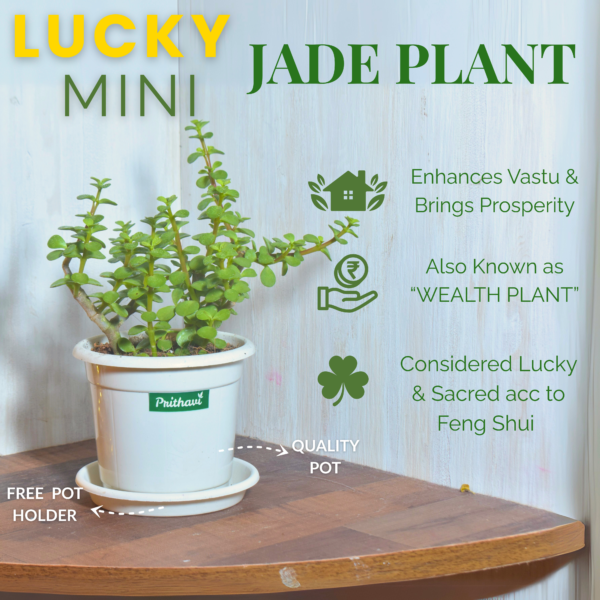 Lucky Mini Jade Plant - Image 7