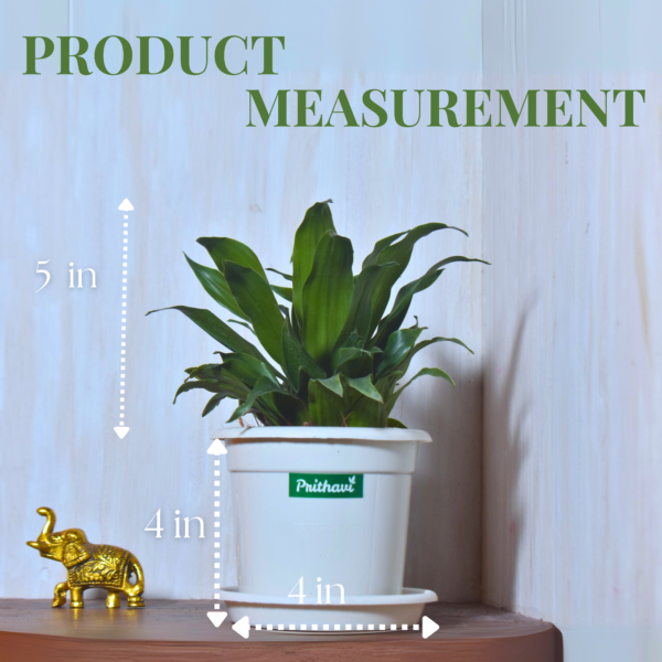 Dracena Compactor - Image 8