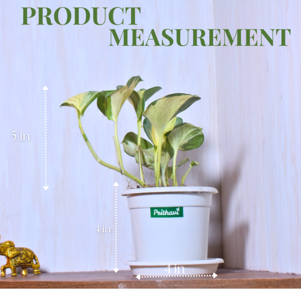 Manjula Money Plant - Image 8