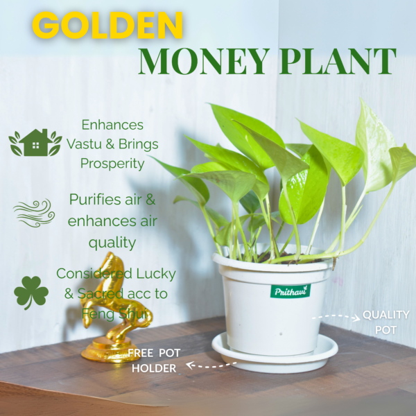 Golden Money Plant - Image 8