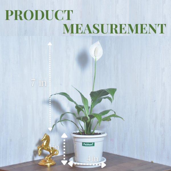 Peace Lily Plant - Image 3