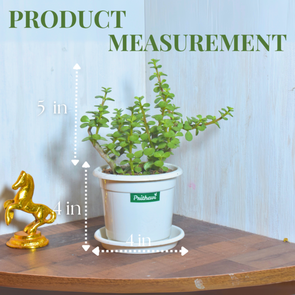 Lucky Mini Jade Plant - Image 8