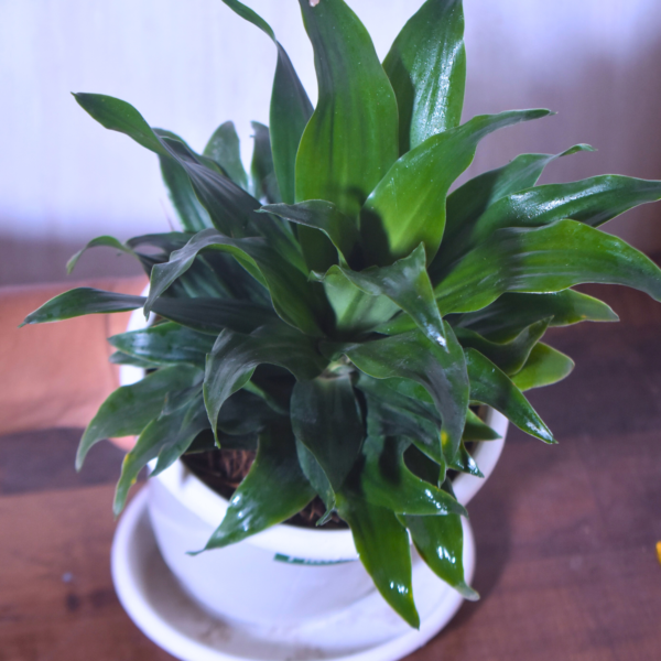 Dracena Compactor - Image 9