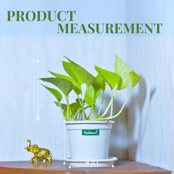 Golden Money Plant - Image 9