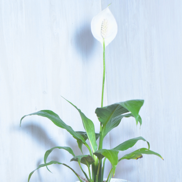 Peace Lily Plant - Image 6