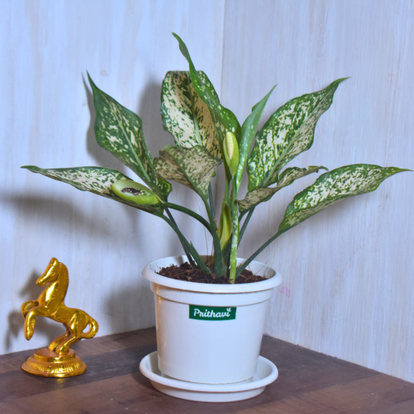 Aglonema Snow White - Image 6