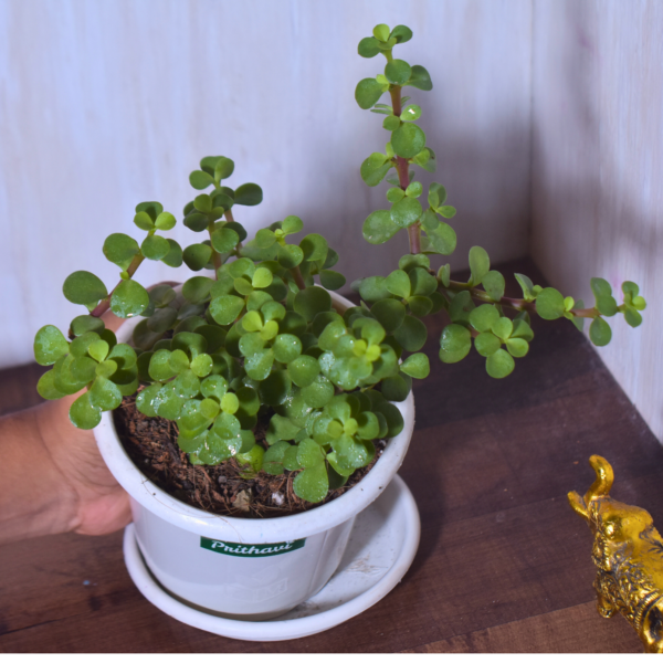 Lucky Mini Jade Plant - Image 9