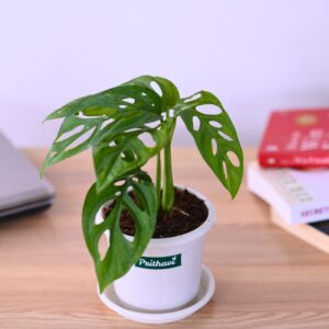 A Monstera Adansoni Plant
