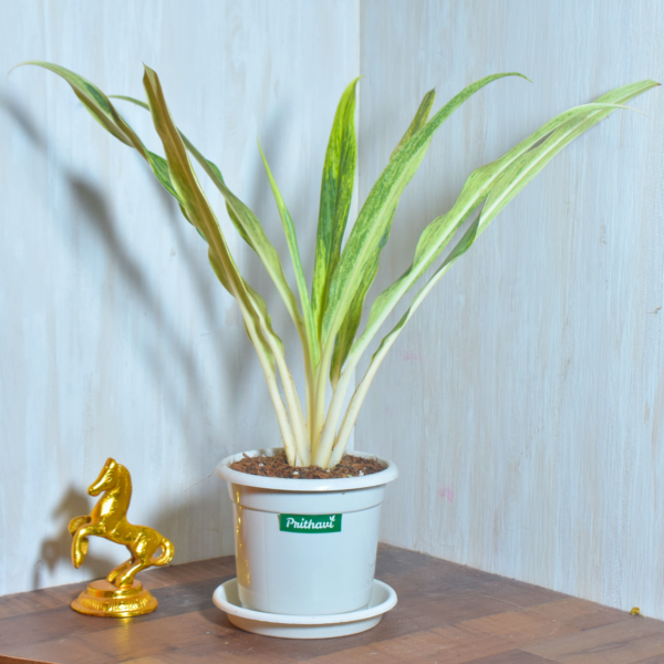 Aglonema Cutlas
