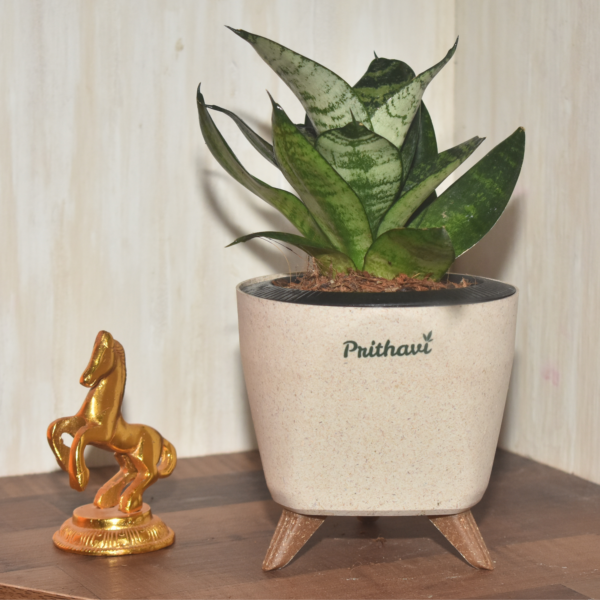 Sanseveria Green Tiger