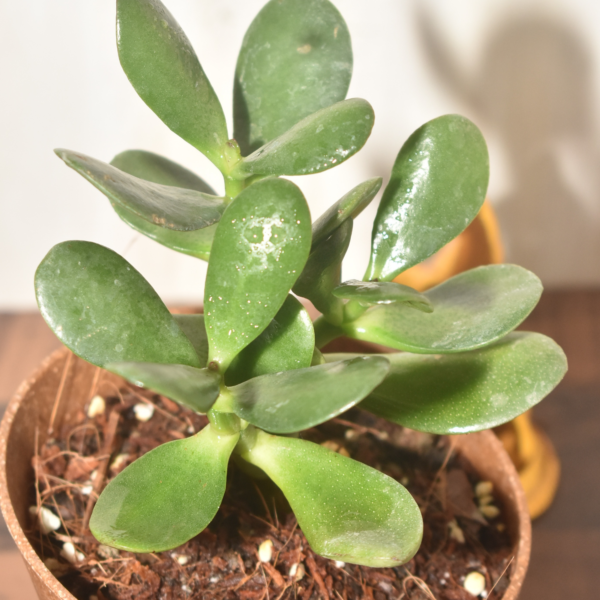 Lucky Crasula Ovata Jade Plant