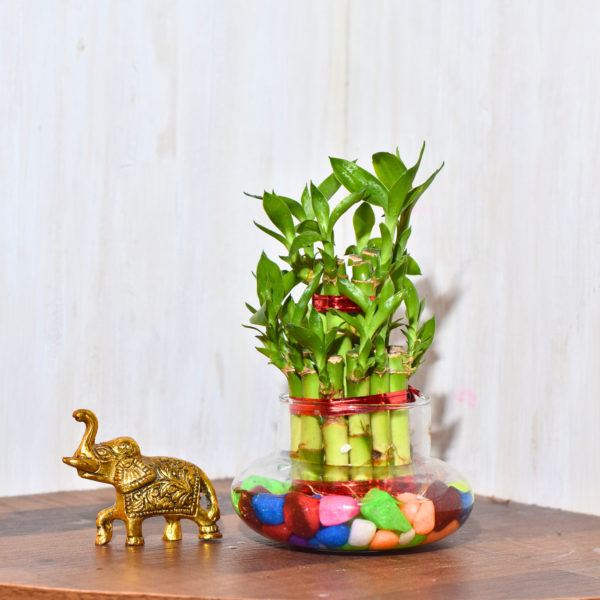 Double Layer Lucky Bamboo