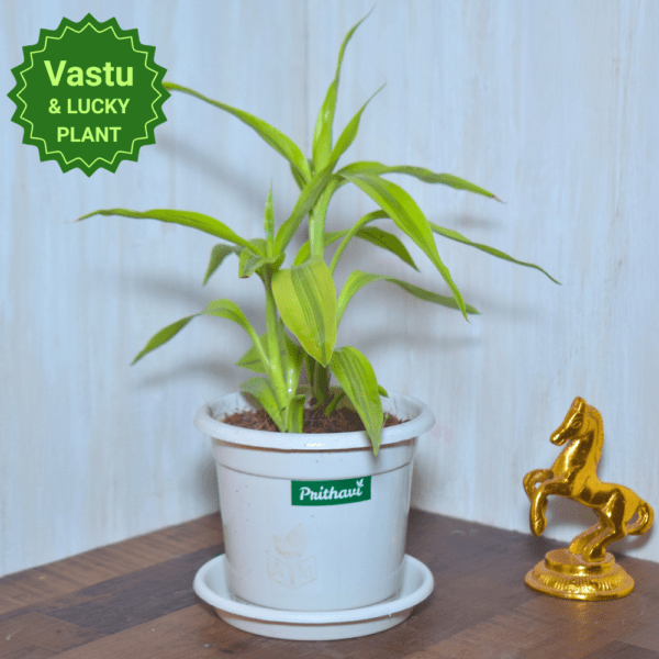 Golden Variegated Lucky Bamboo