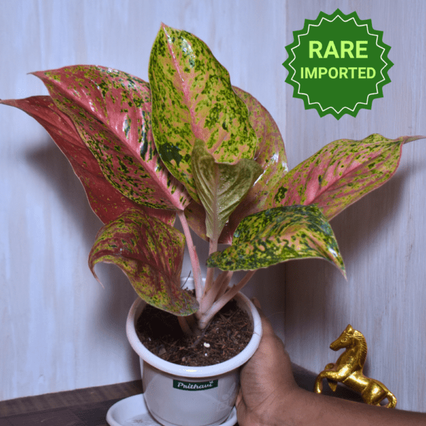 Aglonema Cherry