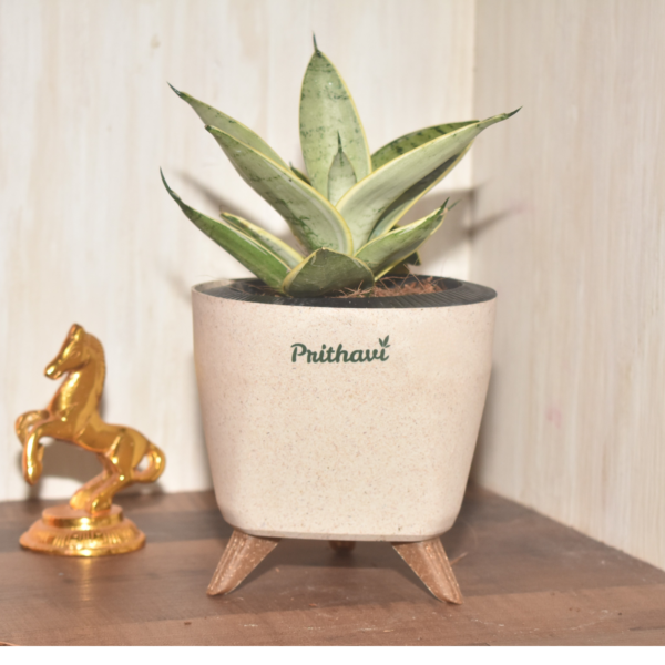 Sanseveria  Silver Owl