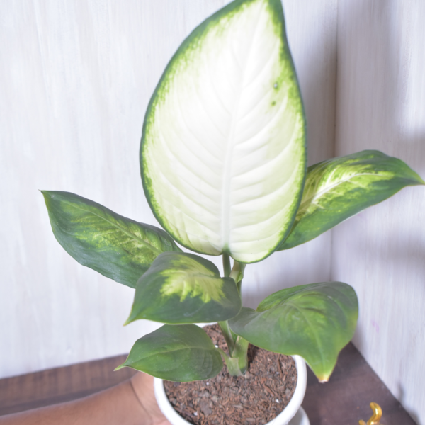 Diffenbachia Dumb Cane