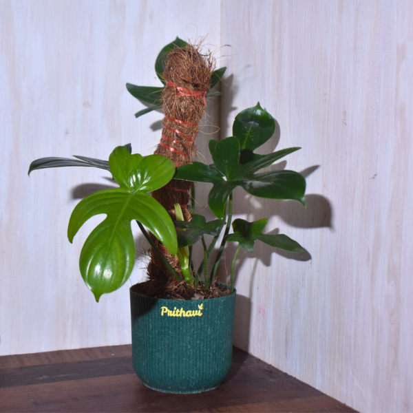 Philodendron Lacinatum - Image 2