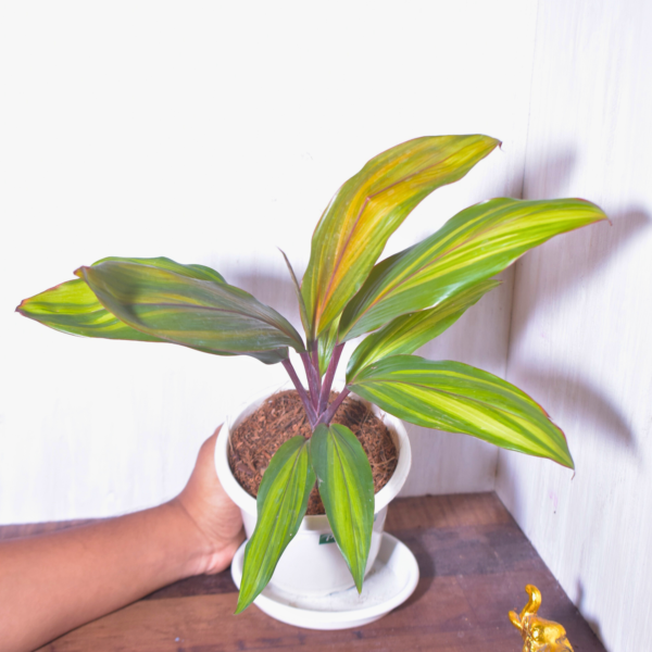 Dracena Mahatma