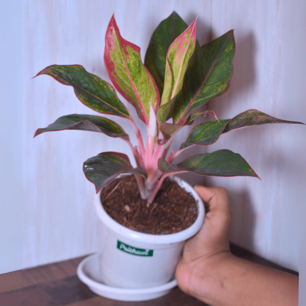 Aglonema Lipstick