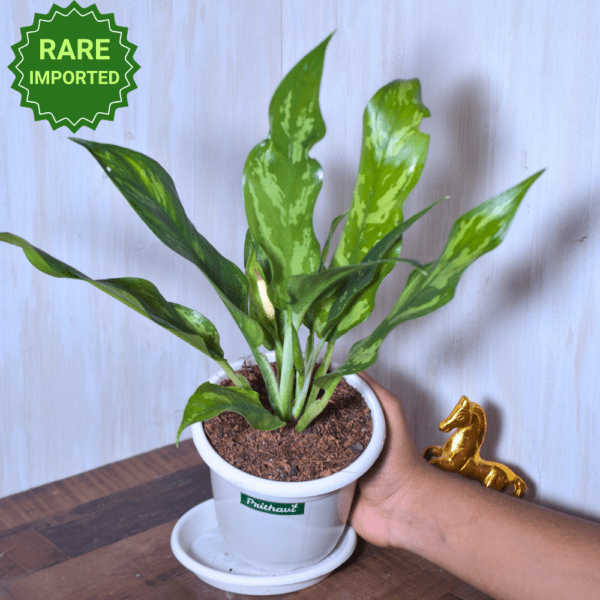 Aglonema Tiger Cutlass